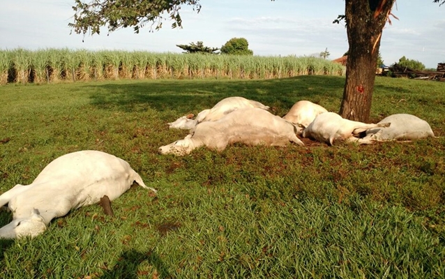 Chuva chega com raio e mata 6 bovinos na região 