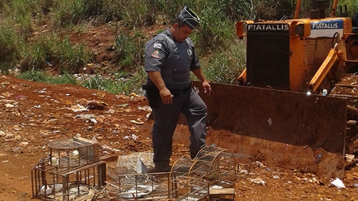 Polícia Ambiental multa homem que capturava canários 