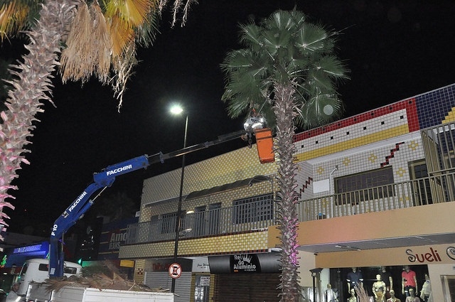 Prefeitura poda palmeiras da rua Amazonas