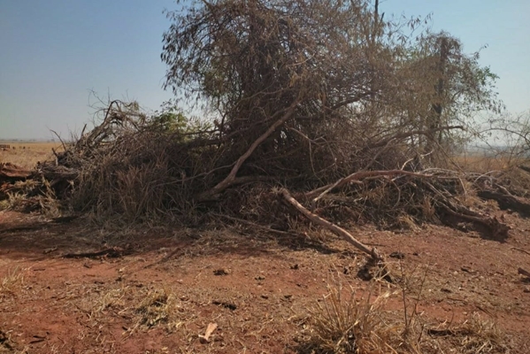 Dono de área destrói vegetação de preservação