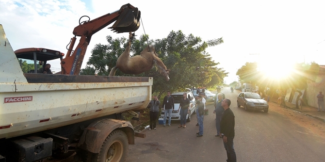 Homem é preso por matar cavalo atropelado em Araçatuba