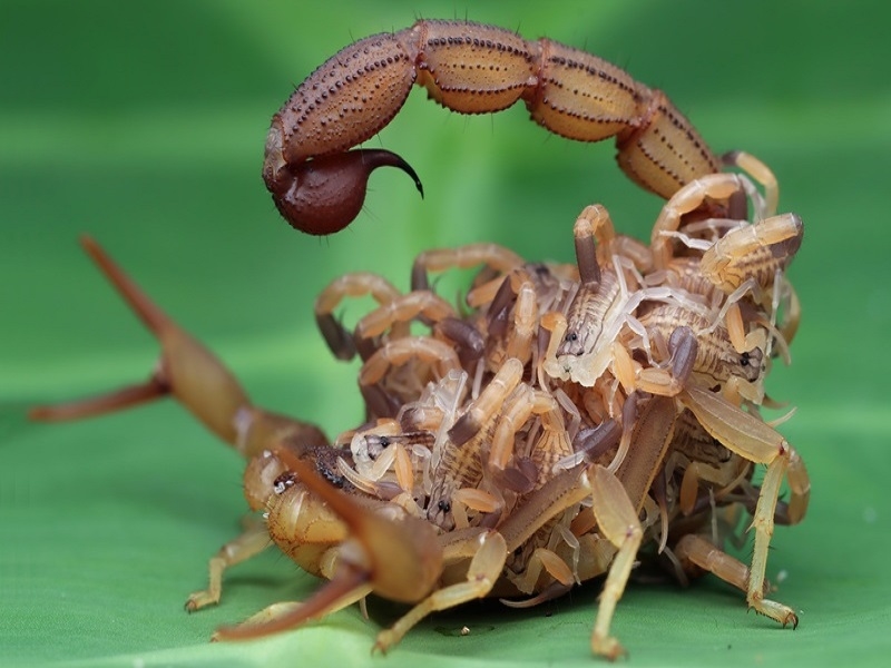 Cuidados com ataques de escorpião