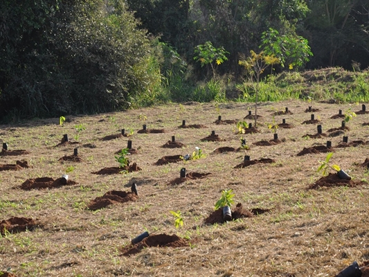 SAEV ambiental deixa Votuporanga mais verde com 68.056 árvores