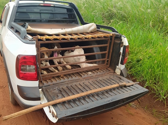 Polícia Ambiental flagra caça sem autorização na região