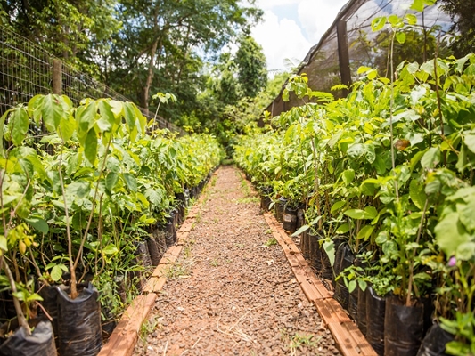 Dia do Meio Ambiente - Saev Ambiental distribui mudas de ipê