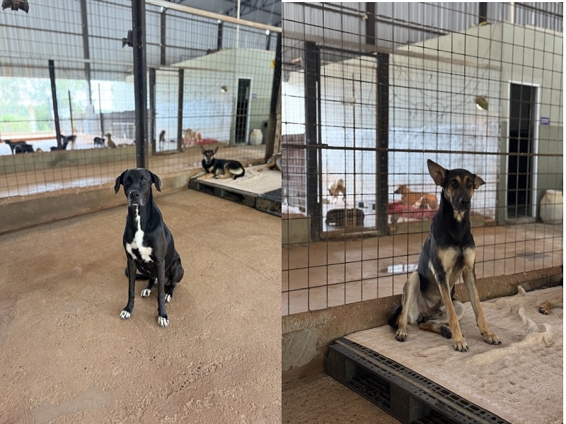 Recanto dos Focinhos convida para adoção pet