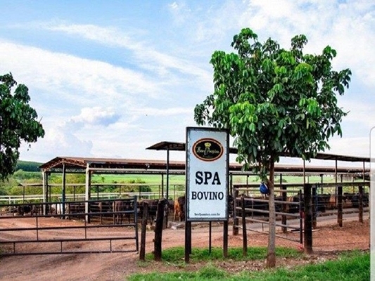 Fazenda em Nhandeara é spa para gado de carne fina