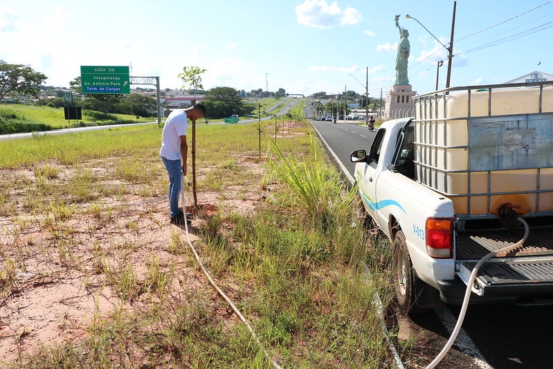 SAEV planta 120 árvores em avenidas de Votuporanga