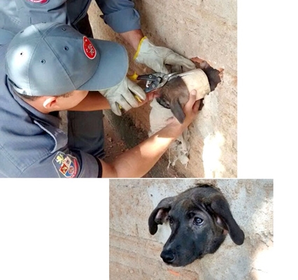 Bombeiros salvam cachorro enroscado em buraco de parede