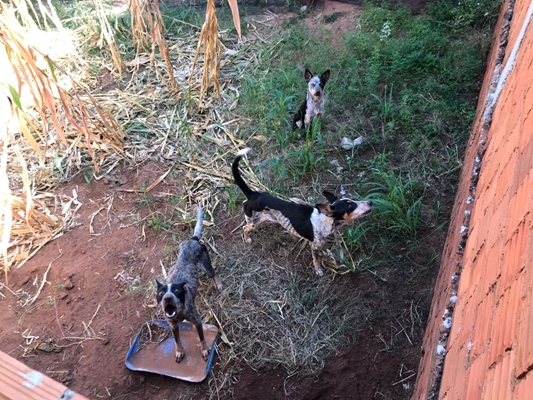 Polícia Ambiental flagra cães maltratados 
