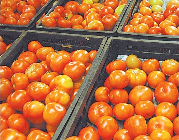 Produtor doa tomates para Banco de Alimentos