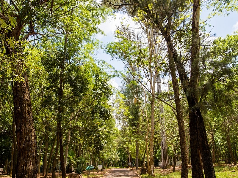 (Foto- Rodrigo Pessoa - SAEV)