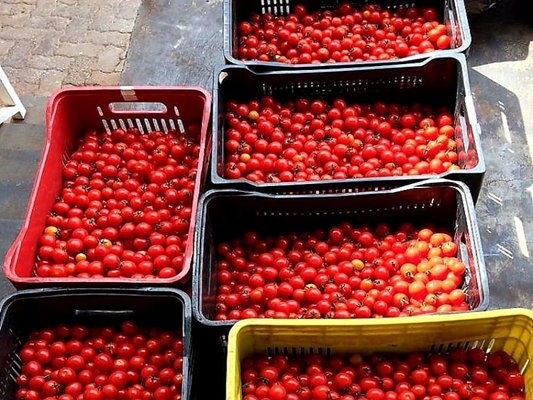 Produtores fazem doação de 140 quilos tomate 