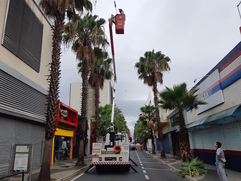 Prefeitura poda as palmeiras da rua Amazonas
