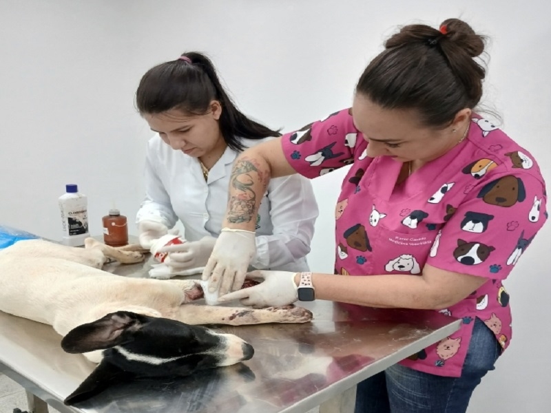 Votuporanga é exemplo na proteção animal no Brasil