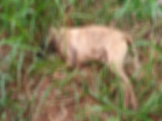 Homem mata cachorro a pauladas 