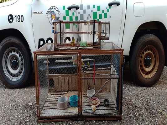 Operação Curumim da Polícia Ambiental flagra aves irregulares