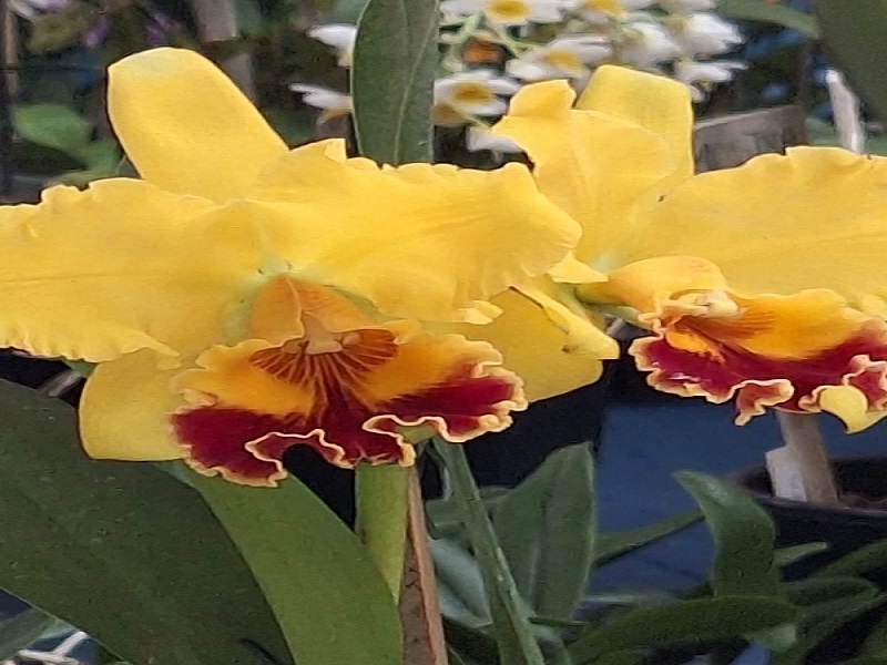 Exposição Nacional de Orquídeas em Votuporanga