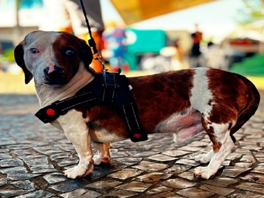 Votuporanga sedia neste sábado o Pet Day Interior Paulista