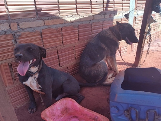 Polícia Ambiental multa dono de cães por maus-tratos