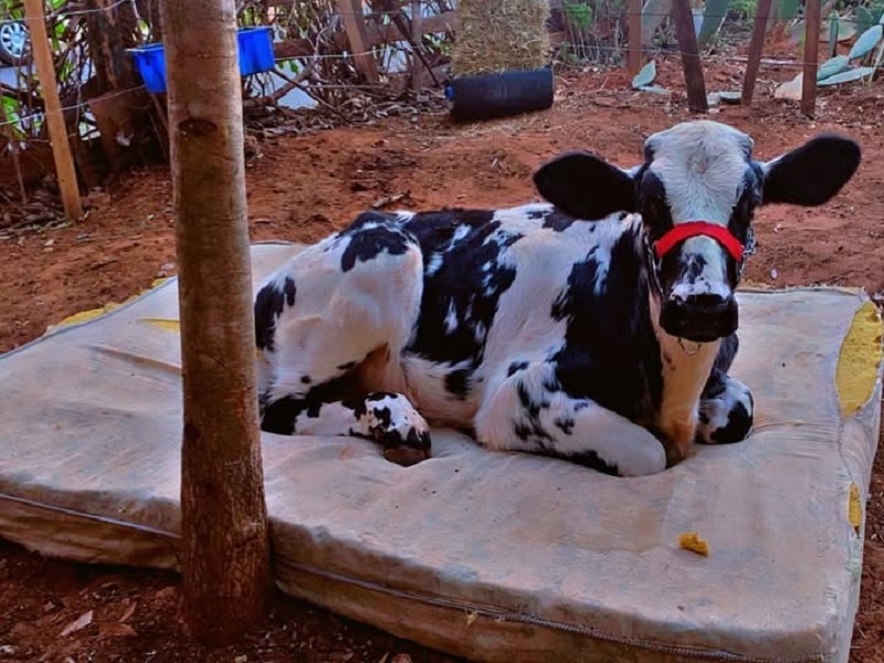 Bezerro de estimação ganha festa solidária de aniversário 