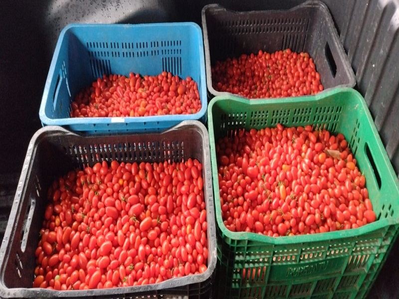 Santa Casa ganha 65 quilos de tomates orgânicos