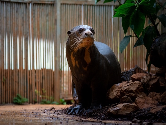 (Foto - Zoológico de Brasília)