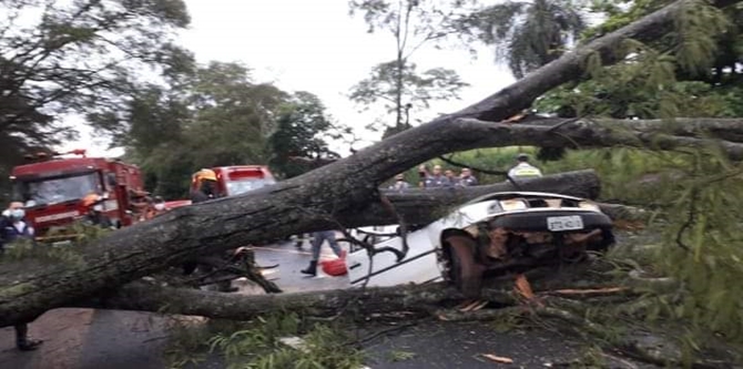 Árvore cai sobre carro e mata três em rodovia de Ibirá