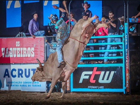 (Touro Cobiçado - Foto -Rafael Rossi)