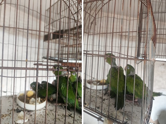 Mexer em ninhos é crime ambiental 