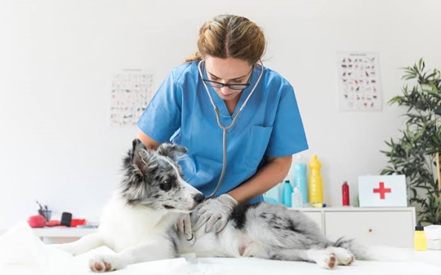 Governo publica edital de clínica veterinária