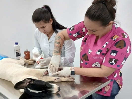 Prefeitura faz mais de 4,5 mil consultas veterinárias em 2025
