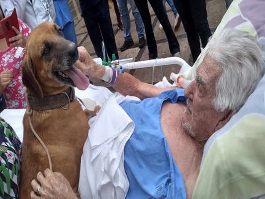 Cachorro visita dono em hospital e imagem roda o mundo