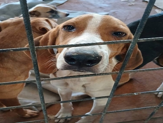 Bem-Estar Animal e Polícia Ambiental resgatam cães maltratados