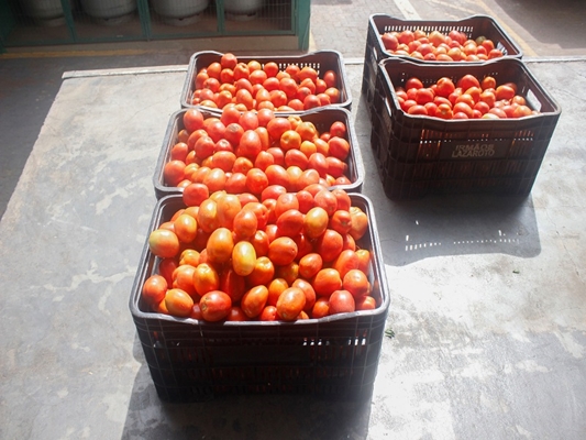Produtores de Parisi doam tomates para Santa Casa