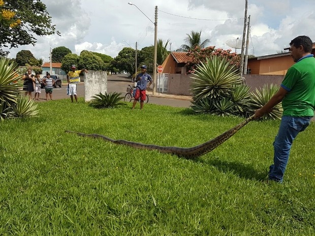 Sucurizão aparece em praça de Três Fronteiras 