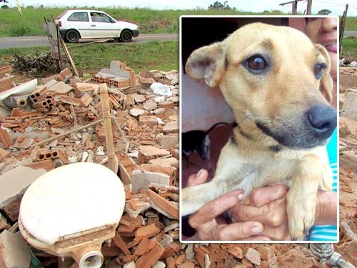 Cadelinha espera dono morto em construção demolida em Araçatuba