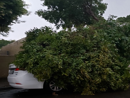 Carro atingido por árvore na rua Teodor Wille, em Votuporanga