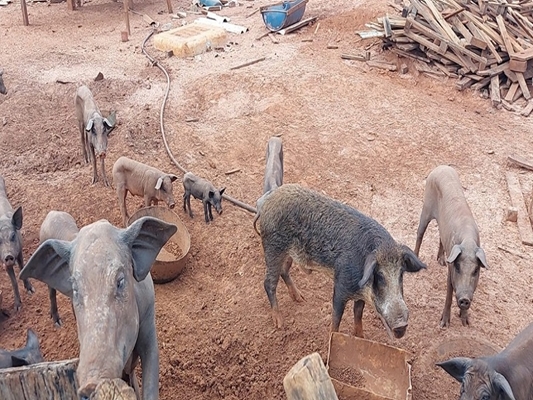 Sitiante deixava porcos sem comida e acumulava pneus